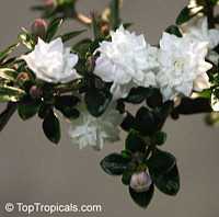Serissa foetida, Serissa japonica, Serissa crassiramea, Tree of a Thousand Stars, Chinese Flowering White Serissa