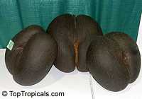 Lodoicea maldivica, Coco-de-Mer, Double Cocount