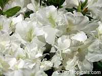 Rhododendron sp., Azalea sp., Rhododendron