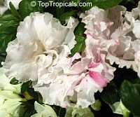Rhododendron sp., Azalea sp., Rhododendron