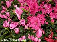 Rhododendron sp., Azalea sp., Rhododendron