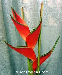 Heliconia stricta, Dwarf Jamaica Heliconia, Firebird
