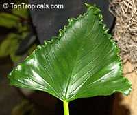 Alocasia triangularis, Triangular Alocasia Alocasia triangularis, Triangular Alocasia