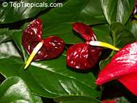 Anthurium sp., Tail Flower