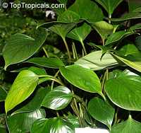 Homalomena sp., Homalomena