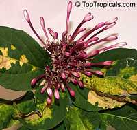 Clerodendrum quadriloculare, Winter Starburst, Fireworks, Clerodendron