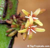 Hoffmannia ghiesbreghtii, Campylobotrys ghiesbreghtii, Taffeta Plant, Strawberry Splash