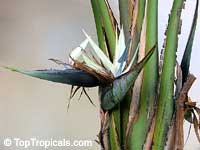 Strelitzia nicolai, Giant bird of paradise, white bird of paradise