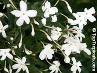 Jasminum polyanthum, Jasminum blinii, Jasminum delafieldii