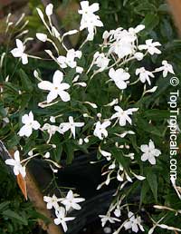 Jasminum polyanthum, Jasminum blinii, Jasminum delafieldii
