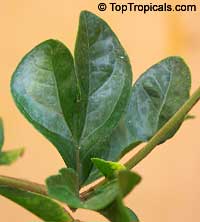 Jasminum sambac Grand Duke Of Tuscany, Nyctanthes sambac, Mogori Sambac, Butt Mograw, Hawaiian Pikake, Moss Rose Jasmine, Sambac Flore Pleno