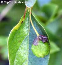 Nyctanthes arbor-tristis, Arbor Tristis, Sad tree, Night Jasmine, Parijat Nyctanthes arbor-tristis, Arbor Tristis, Sad tree, Night Jasmine, Parijat
