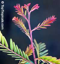 Emblica officinalis, Phyllanthus emblica, Indian Gooseberry, Emblic Myrobalan, Amla, Amalaki, Amloki