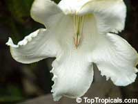 Beaumontia grandiflora, Easter Lily Vine, Heralds Trumpet, Nepal Trumpet Flower