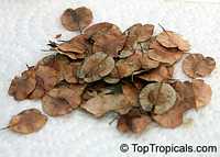 Hymenocardia ulmoides, Red Heart Tree