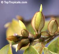 Magnolia figo, Michelia figo, Magnolia fuscata, Banana Magnolia, Banana Shrub, Port Wine Magnolia Magnolia figo, Michelia figo, Magnolia fuscata, Banana Magnolia, Banana Shrub, Port Wine Magnolia