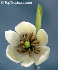 Magnolia figo, Michelia figo, Magnolia fuscata, Banana Magnolia, Banana Shrub, Port Wine Magnolia Magnolia figo, Michelia figo, Magnolia fuscata, Banana Magnolia, Banana Shrub, Port Wine Magnolia