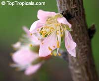 Prunus persica var. nectarina, Nectarine