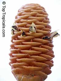 Zingiber spectabile, Beehive Ginger, Microfono