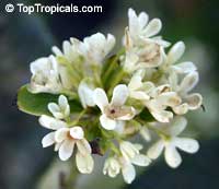 Osmanthus fragrans, Olea fragrans, Olea ovalis, Osmanthus longibracteatus, Osmanthus macrocarpus