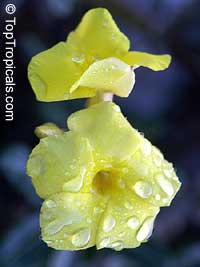 Pachypodium rosulatum Pachypodium rosulatum