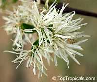 Chionanthus virginicus, Fringe Tree, Old Man's Beard