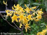 Rhododendron austrinum, Florida Azalea, Orange Azalea