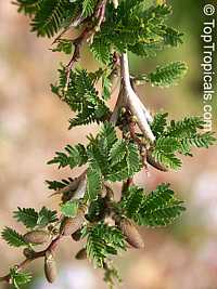 Acacia sphaerocephala, Bulls-Horn Acacia, Bee Wattle