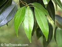 Cinnamomum aromaticum, Cinnamomum cassia, Cassia cinnamon, Chinese cinnamon Cinnamomum aromaticum, Cinnamomum cassia, Cassia cinnamon, Chinese cinnamon