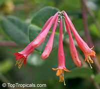 Lonicera x brownii Fuchsioides, Honeysuckle Fuchsioides Lonicera x brownii Fuchsioides, Honeysuckle Fuchsioides