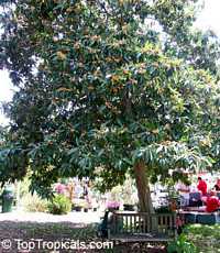 Eriobotrya japonica , Loquat, Japanese Plum Eriobotrya japonica , Loquat, Japanese Plum