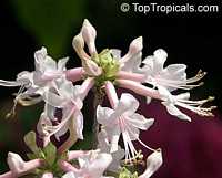 Rhododendron canescens, Wild Honeysuckle, Piedmont Azalea, Hoary Azalea Rhododendron canescens, Wild Honeysuckle, Piedmont Azalea, Hoary Azalea