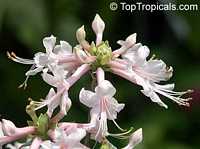 Rhododendron canescens, Wild Honeysuckle, Piedmont Azalea, Hoary Azalea Rhododendron canescens, Wild Honeysuckle, Piedmont Azalea, Hoary Azalea