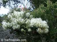 Melaleuca alternifolia , Tea Tree