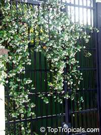 Trachelospermum jasminoides, Confederate Jasmine, Star Jasmine Trachelospermum jasminoides, Confederate Jasmine, Star Jasmine