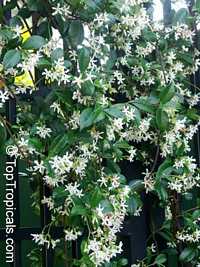 Trachelospermum jasminoides, Confederate Jasmine, Star Jasmine Trachelospermum jasminoides, Confederate Jasmine, Star Jasmine