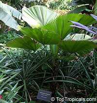 Licuala grandis, Ruffled Fan Palm