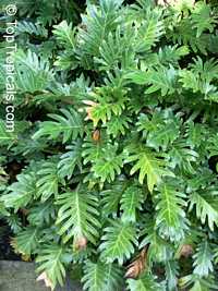 Philodendron xanadu, Philodendron Philodendron xanadu, Philodendron