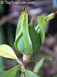 Solandra grandiflora, Solandra nitida, Cup of Gold Vine, Chalice Vine