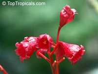 Brachychiton acerifolium, Flame Tree