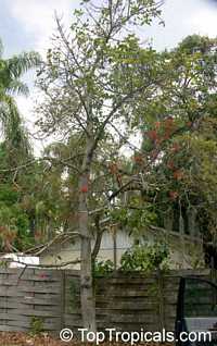 Brachychiton acerifolium, Flame Tree
