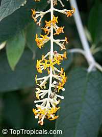Buddleja madagascariensis, Buddleja nicodemia, Nicodemia madagascariensis, Smoke bush, Yellow Butterfly bush Buddleja madagascariensis, Buddleja nicodemia, Nicodemia madagascariensis, Smoke bush, Yellow Butterfly bush