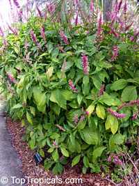 Odontonema callistachyum, Fire Spike
