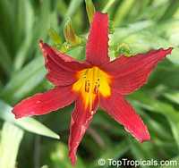 Hemerocallis sp., Daylily