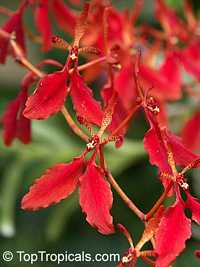 Renanthera sp. Renanthera sp.