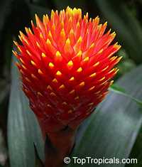 Guzmania sp., Bromeliad