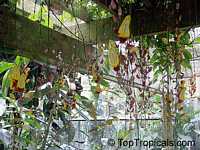 Thunbergia mysorensis, Thunbergia Anderson x Bedd, Hexacentris mysorensis, Clock Vine Thunbergia mysorensis, Thunbergia Anderson x Bedd, Hexacentris mysorensis, Clock Vine