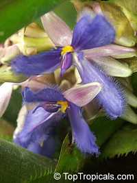 Cochliostema jacobianum, Cochliostema odoratissimum, Cochliostema