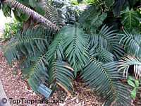 Ceratozamia robusta, Ceratozamia mexicana var. robusta, Zamia macrophylla, Palmilla, Forest Pineapple Ceratozamia robusta, Ceratozamia mexicana var. robusta, Zamia macrophylla, Palmilla, Forest Pineapple