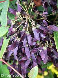 Stigmaphyllon emarginatum, Stigmaphyllon periplocifolium, Monarch Amazonvine